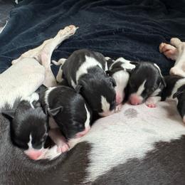 Boy 2 - White and black male Whippet puppy in Waterford, Pennsylvania from Laurie’s Whippets