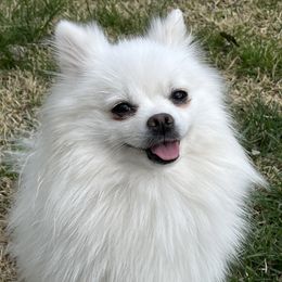 Candy - Pomeranian