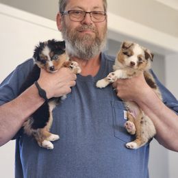 Toy Australian Shepherd Puppies from Reflections of Star Crest Kennel