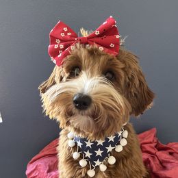 Avonna - Australian Labradoodle
