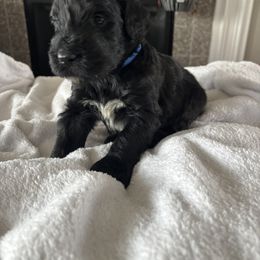 Stefan - Black and tan male Giant Schnauzer puppy in Noblesville, Indiana from Stratton House Kennels