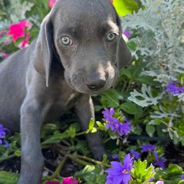 Weimaraner Puppies from Weim Squadron