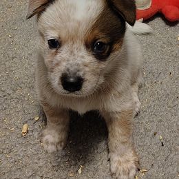 Saber - Red speckled male Australian Cattle Dog puppy in Rogue River, Oregon from FullMoon Cattle Dogs