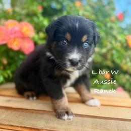 Vera - Black tri female Miniature Australian Shepherd puppy in Midway, Texas from L Bar W Aussie Ranch