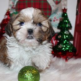 Girl 1 - Red and white female Shih Tzu puppy in Craig, Colorado from Rocky Mountain Shih Tzus and Dry Creek Miniature Dachshunds