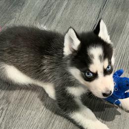 Louis V - Black and white male Siberian Husky puppy in Louisville, Kentucky from Pawsitively Huskies