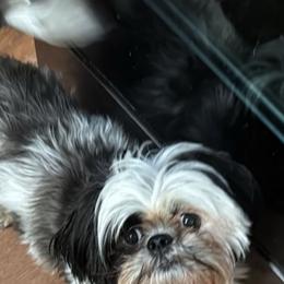 CC - Shih Tzu