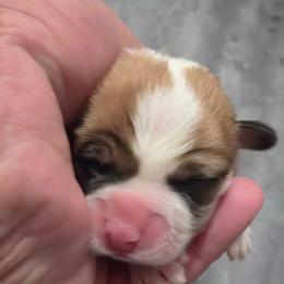 Cashew - Sable male Pembroke Welsh Corgi puppy in Atascadero, California from California Corgis and Kunes
