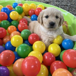 Golden Retriever Puppies from Millport Golden Retriever