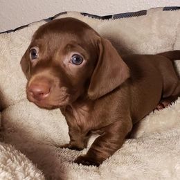 Dachshund Puppies from CJ's Dach Dynasty