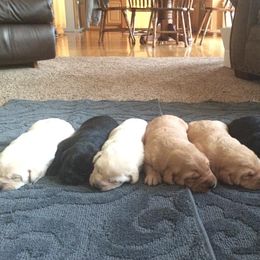 Bernedoodle, Labrador Retriever, and Poodle Puppies from J&B Doodles