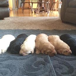 Bernedoodle, Labrador Retriever, and Poodle Puppies from J&B Doodles