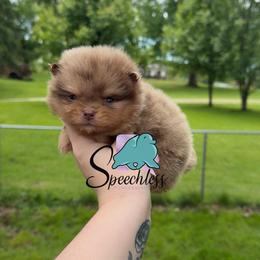 Mirabel - 7500.00 dollars - Chocolate merle female Pomeranian puppy in Perry County, Ohio from Speechless Pom’s