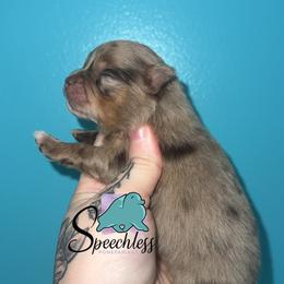 Rapunzel- 5500.00 dollars - Chocolate merle female Pomeranian puppy in Perry County, Ohio from Speechless Pom’s