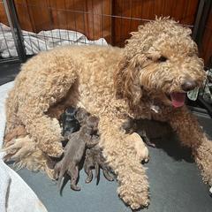 Double Doodle Puppies from Delicious Double Doodles