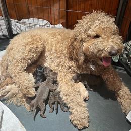 Double Doodle Puppies from Delicious Double Doodles