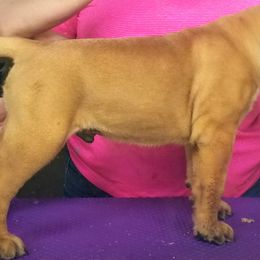 Bullmastiff Puppies from Faulkner Bullmastiffs