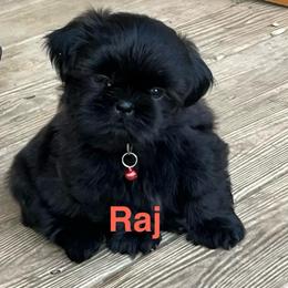 Raj - Chocolate male Shih Tzu puppy in Bloomfield, Indiana from Meihem Pups