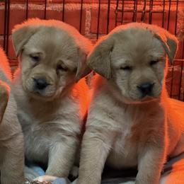 Finch - Yellow female Labrador Retriever puppy in Catawba, North Carolina from Raising Hope Labradors