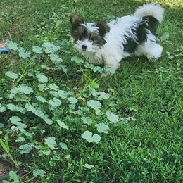 Chevy - Yorkshire Terrier