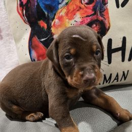 Boy 2 - Red and rust male Doberman Pinscher puppy in Hollyberry, Georgia from Jeti Dobermans