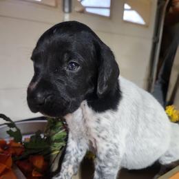 Boy 1 - Black and white male German Shorthaired Pointer puppy in Chetek, Wisconsin from Susan's German Shorthaired Pointers