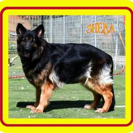 Sheba - German Shepherd