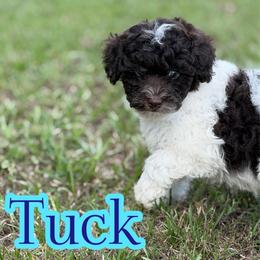 Tuck - Parti male Assorted Doodle Crosses puppy in Garland, Texas from Brewer's Doodles and French Bulldogs