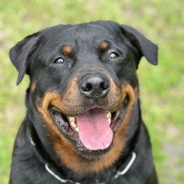 Nala  - Rottweiler