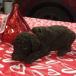 Olde English Bulldogge and Poodle Puppies from Valors Clutch Bulldogges