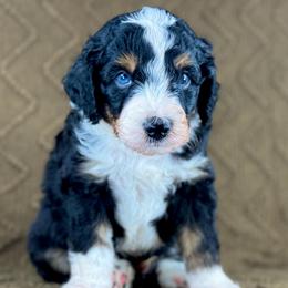 BTM - Black tri-color male Aussiedoodle puppy in Prague, Oklahoma from Classic K9’s  Aussies & Doodles