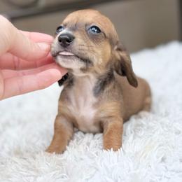 Spencer - Piebald male Dachshund puppy in Decatur, Mississippi from KP Dachshunds