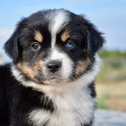 BTM-3 - Black tri male Miniature American Shepherd puppy in Baker City, Oregon from Back Country Aussies