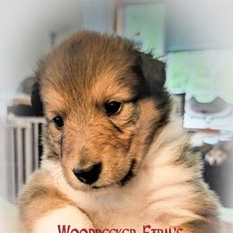 Woodpecker Farms Flower of Scotland - Scottish Collie puppy in Lynden, Washington from Woodpecker Farm