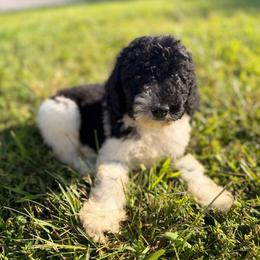 Ross - Black and white male Bernedoodle puppy in Tazewell, Tennessee from Bundren Farms