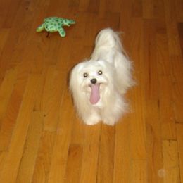 Manhattan - Maltese