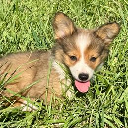 KRoc - Sable male Pembroke Welsh Corgi puppy in Benjamin, Utah from Nuna’s  Corgis