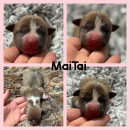 Mai Tai - Blue fawn female American Staffordshire Terrier puppy in Marietta, Georgia from Ambition Amstaffs