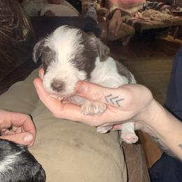 Girl 2 - Parti female Miniature Schnauzer puppy in Dunlap, Tennessee from Beards of Glory