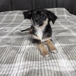 Inky - Black tri female Toy Australian Shepherd puppy in Medina, Tennessee from Fly Farms