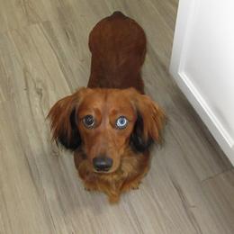 Oakley - Dachshund