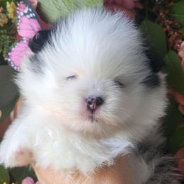 Dolly 4,500 dollars - Black and tan parti female Pomeranian puppy in Amelia, Ohio from Boujee Puff Poms