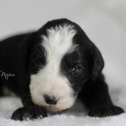 Clementine - Black and white female Sheepadoodle puppy in Lowry City, Missouri from Cooper Creek Puppies