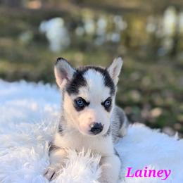 Lainey - Black and white female Siberian Husky puppy in Hebron, Kentucky from Glacier Run Huskies