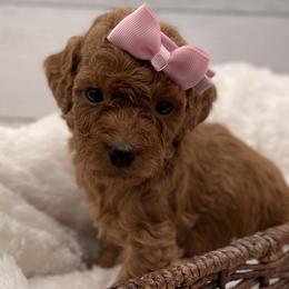Minnie - Red  female Goldendoodle puppy in Kansas City, Kansas from Bella & Ivy’s Mini Goldendoodles of KC