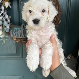 Pink Girl - Black and white female Portuguese Water Dog puppy in Liberty Lake, Washington from Lakehouse Porties