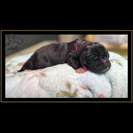 Espresso - Black and white female Great Dane puppy in Liberty, New York from Catskills Greatest Danes