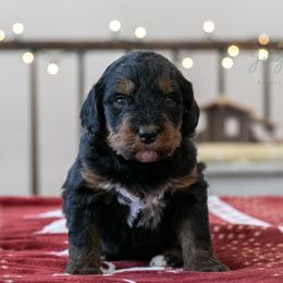 Kilimanjaro - Phantom female Bernedoodle puppy in Eureka, Illinois from Joley Aire Family Dogs