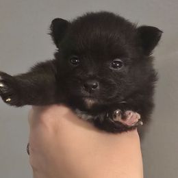 Blue parti girl - Blue parti female Pomeranian puppy in Bloomingdale, New Jersey from Bella Luna Pomeranians