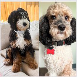 Goldendoodle puppies from Sunkissed Doodles